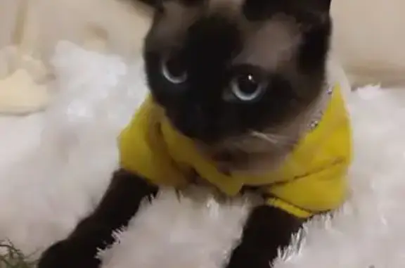 Потерянные животные Ставрополь, фото: Пропала сиамская кошка, Волго-Донской 120