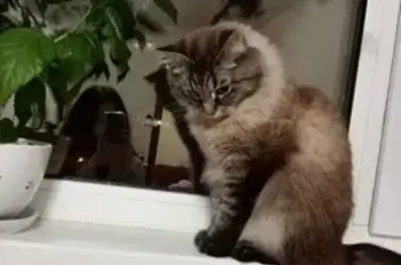 Кошки потеряшки, Кисельнинское сельское поселение, фото: Потеряшка кошка, 1-я аллея, Кисельнино
