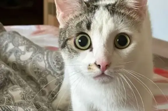 Кошки потеряшки, Ухта, фото: Потеряшка кошка, Чибьюский пер., 7, Ухта