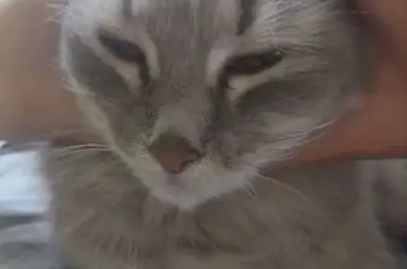 Кошки потеряшки, Красноярск, фото: Потеряшка кошка, Ольховая ул. 14, Крск.