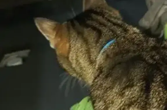 Кошка найдена: Свободный пр., 77А/46К