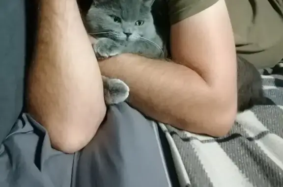 Кошки потеряшки, Кяхта, фото: Потеряшка кошка на ул. Старчака, 215, Кяхта