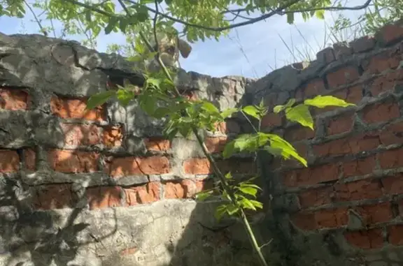 Найдена собака, Брянск, фото: Найдена собака, ул. Зелёный Бор, 41