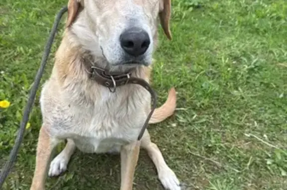 Найдена собака Русская Гончая, 1 С1 МО