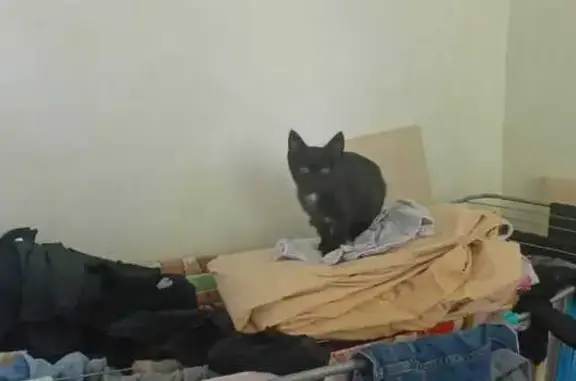 Кошечка ищет дом: ул. Есимова, 3/1, Оренбург