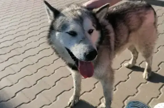 Хаски у универсама, Костромская ул., Туношна