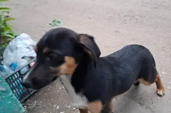 Найдена собака, Рубцовск, фото: Собака найдена: Октябрьская 107, Рубцовск