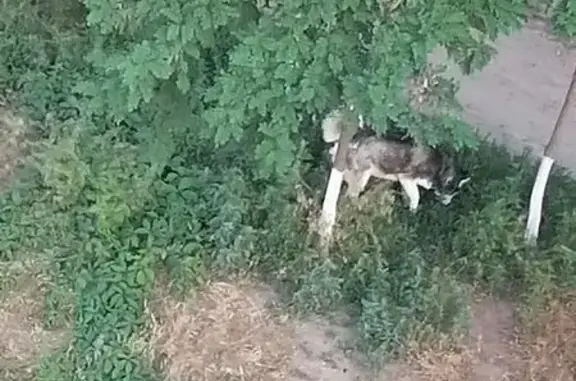 Хаски найдена, ул. Дубровинского 58, Астрахань