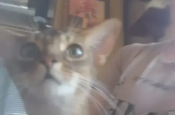 Кошка абиссинка найдена, ул. Ленина, Воронеж