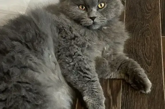 Потерянные животные Мариинск, фото: Пропала кошка, ул. Макаренко 15, Мариинск