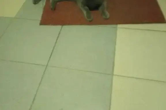 Найдена кошка, ул. Ращупкина, 16, Москва