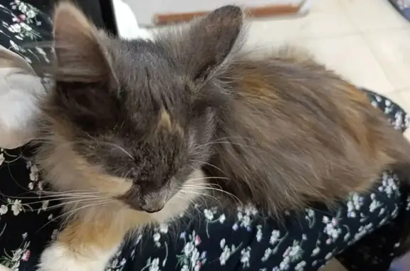 Трёхцветная кошка найдена: Фрунзе, 49 к2