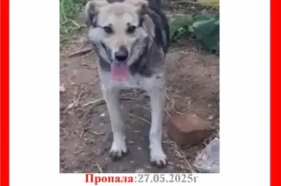 Пропала собака: пр. Кирова, 73В, Самара