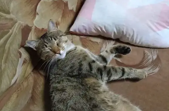 Пропала кошка, ул. Д. Донского, 69, Уфа
