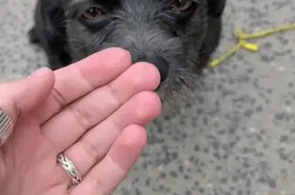 Найденные животные Калининград, фото: Найдена собака, Харьковская 4, Калининград