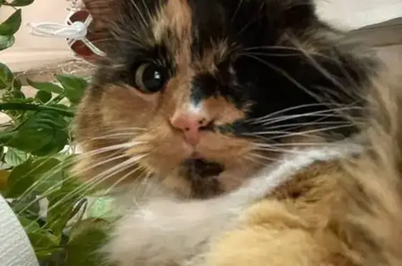 Кошки потеряшки, Санкт-Петербург, фото: Потеряшка кошка, Гражданский пр. 113 к2