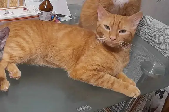 Кошки потеряшки, Екатеринбург, фото: Потеряшка кошка, Автомагистральная 31, Екб