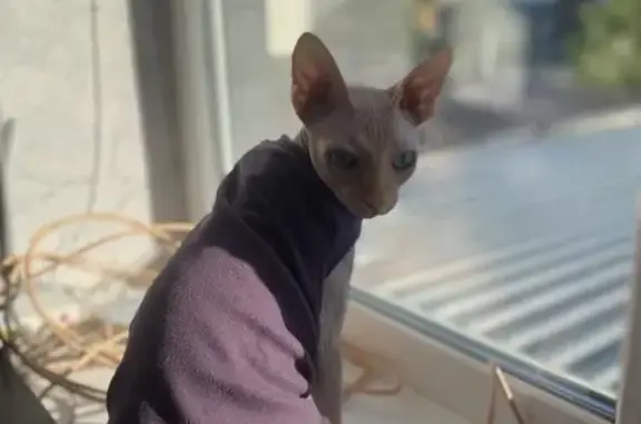 Объявления о пропавших и найденных животных, Самара, фото: Пропала кошка Сфинкс, ул. Потапова 15