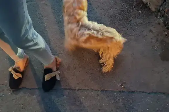 Собака найдена: 29-я линия, 46, Ростов-на-Дону