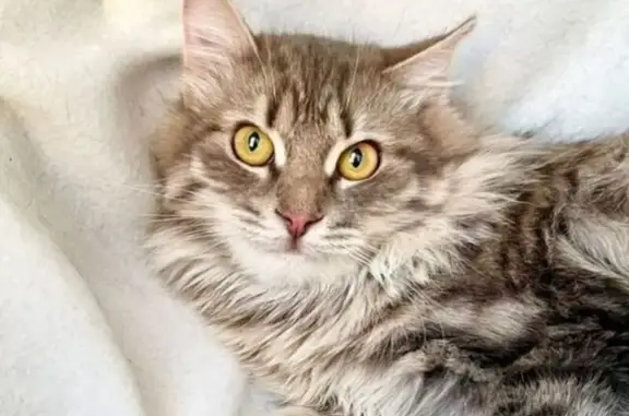 Кошки потеряшки, Москва, фото: Потеряшка кошка: Суздальская ул., 14 к4, Москва