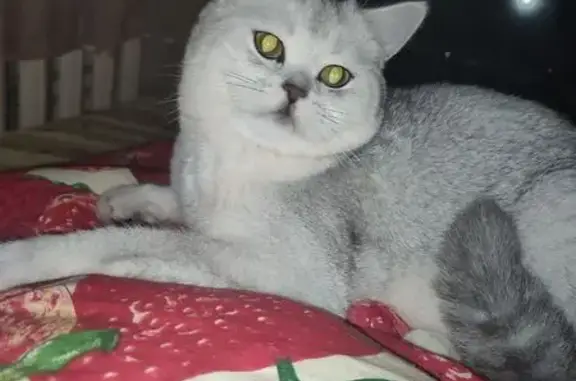 Пропал белый кот, ул. Огарёва, 16