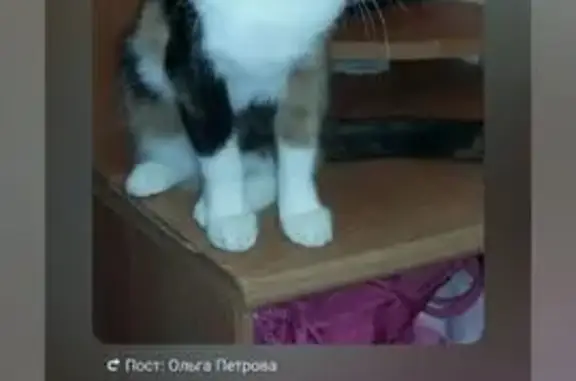 Кошки потеряшки, Великий Новгород, фото: Потеряшка кошка, ул. Кочетова, 35 к1