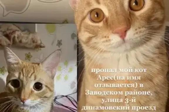 Кошки потеряшки, Саратов, фото: Потеряшка кошка, 3-й Динамовский пр., 8