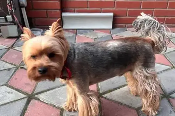 Найдена собака, Йошкар-Ола, фото: Собака найдена на Водопроводной, 14, Йошкар-Ола