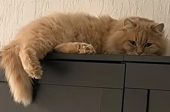 Пропал кот Сеня, Воргольская ул., Елец