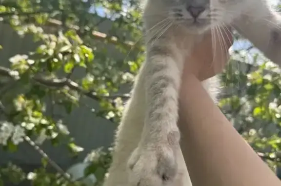 Пропала кошка, Малая Кольцевая ул., 9