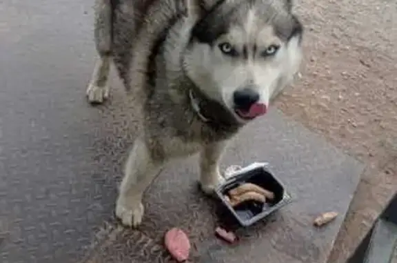 Хаски найдена у магазина, Заречная 3А