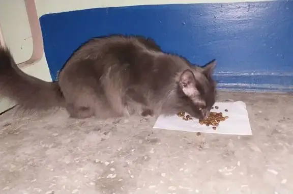 Кошка найдена: Совхозная пл., 8, Чебоксары