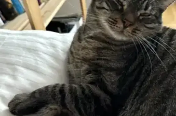 Кошки потеряшки, Санкт-Петербург, фото: Потеряшка кошка на Шелгунова, 24 литМ