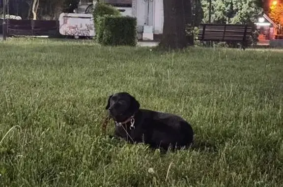 Собака найдена: ул. Карла Маркса, 27, Липецк