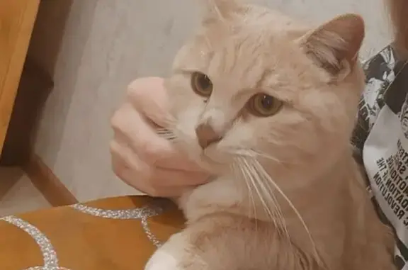 Пропал котик в районе Деревни Ястребовка