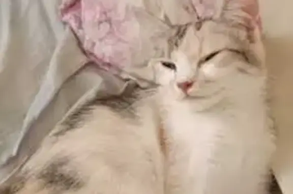 Кошки потеряшки, Белокуриха, фото: Потеряшка кошка, Партизанская 16, Белокуриха