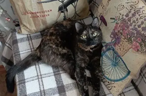 Потерянные животные Комсомольск-на-Амуре, фото: Пропала кошка, Чапаева 8, Комсомольск-на-Амуре