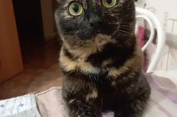Потерянные животные Комсомольск-на-Амуре, фото: Пропала кошка, Чапаева 14, Комсомольск-на-Амуре