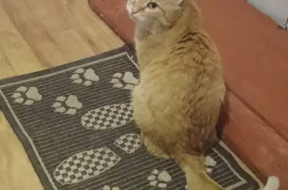 Пропал рыжий кот, ул. Ново-Деповская, 7