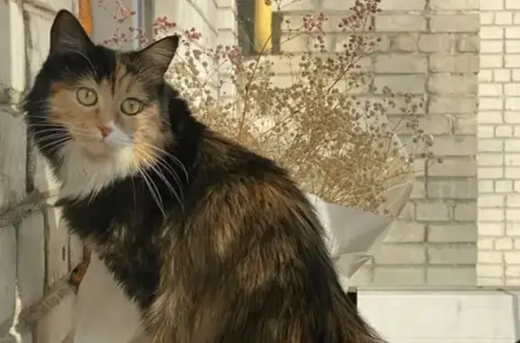 Кошки потеряшки, Тамбов, фото: Кошка найдена: Тулиновская 20б