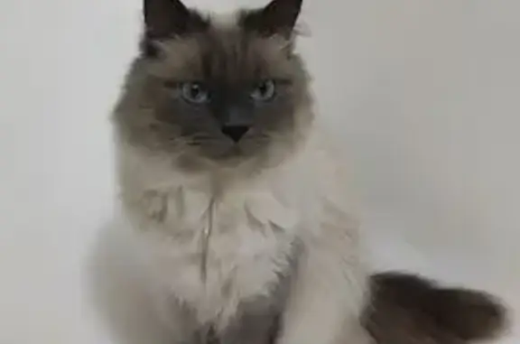 Кошки потеряшки, Санкт-Петербург, фото: Потеряшка кошка, ул. Захарова, 35 к1, СПб