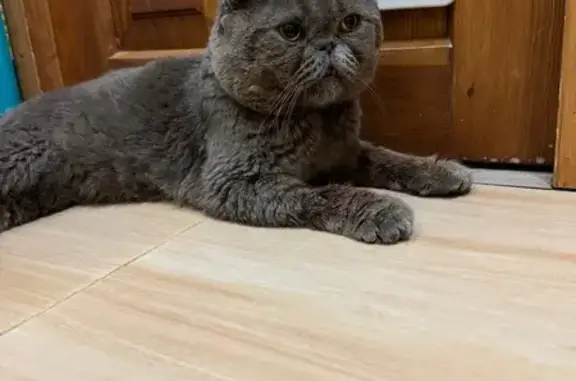 Найдена кошка, , фото: Кошка найдена на Батурина, 22Б, Ливадия