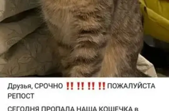Кошки потеряшки, Сатка, фото: Потеряшка кошка, ул. Металлургов 21, Сатка
