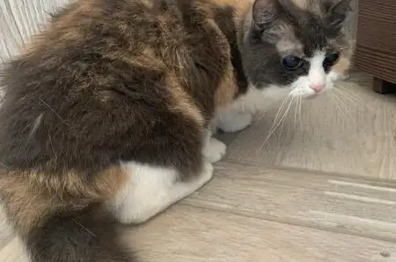 Найдена кошка, Кострома, фото: Кошка найдена, Индустриальная 6, Кострома