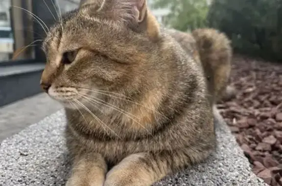 Кошки потеряшки, Барнаул, фото: Потеряшка кошка, ул. Фурманова 10, Барнаул