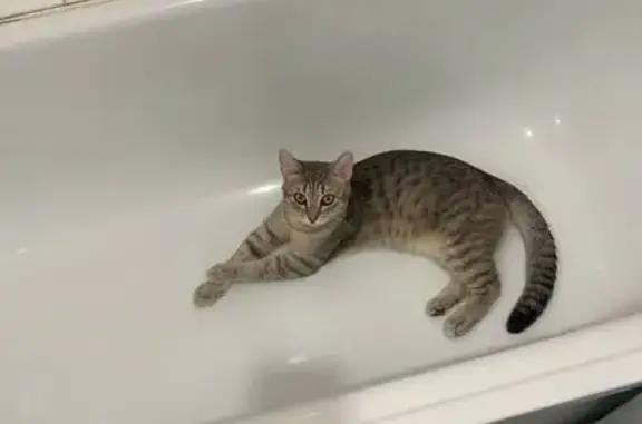 Потерянные животные Нягань, фото: Пропала кошка, Нягань, ул. Окно 18