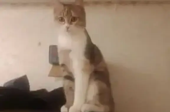 Кошки потеряшки, Шудаяг, фото: Потеряшка кошка на Совхозной, 30А, Шудаяг