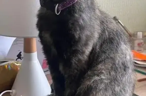 Пропала кошка, Парголово