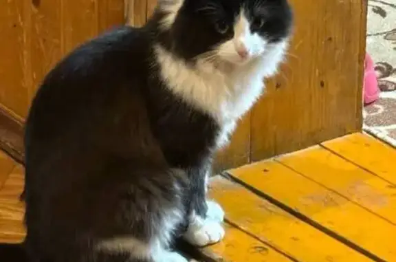 Кошки потеряшки, , фото: Потеряшка кот, ул. Марии Якутовой, 36