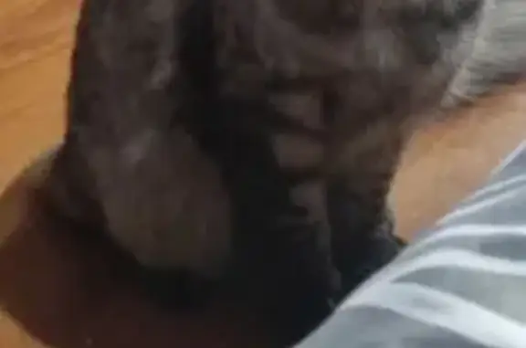 Кошки потеряшки, Архангельск, фото: Потеряшка кошка, Котласская 11, Архангельск